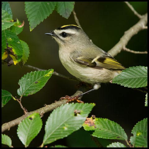 Golden-crowned Kinglet