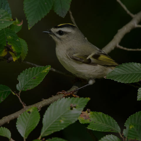 Golden-crowned Kinglet