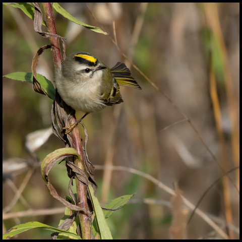 Golden-crowned Kinglet