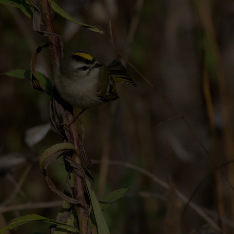 Golden-crowned Kinglet