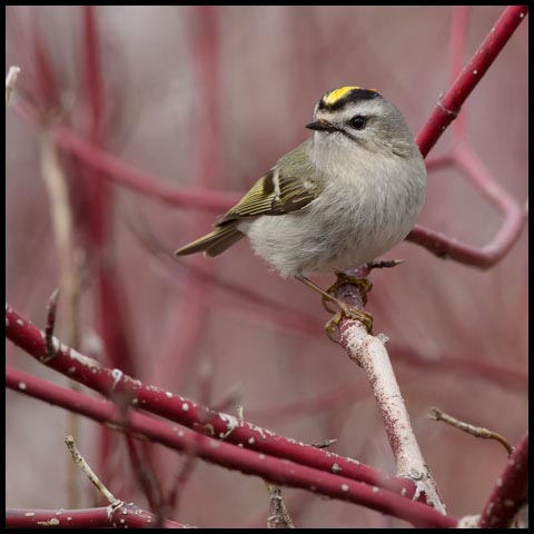 Golden-crowned Kinglet