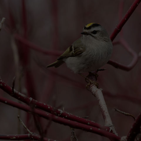Golden-crowned Kinglet