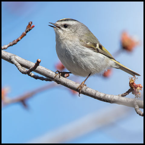 Golden-crowned Kinglet