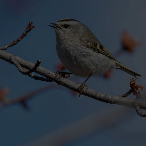 Golden-crowned Kinglet