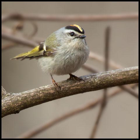 Golden-crowned Kinglet