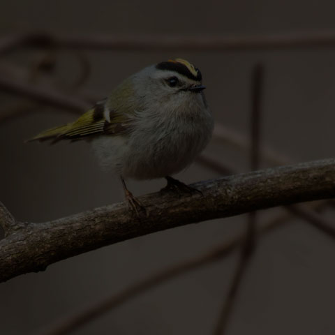 Golden-crowned Kinglet
