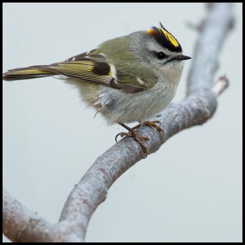 Golden-crowned Kinglet