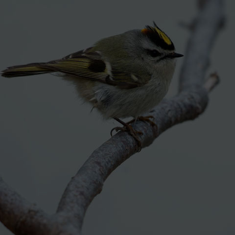 Golden-crowned Kinglet