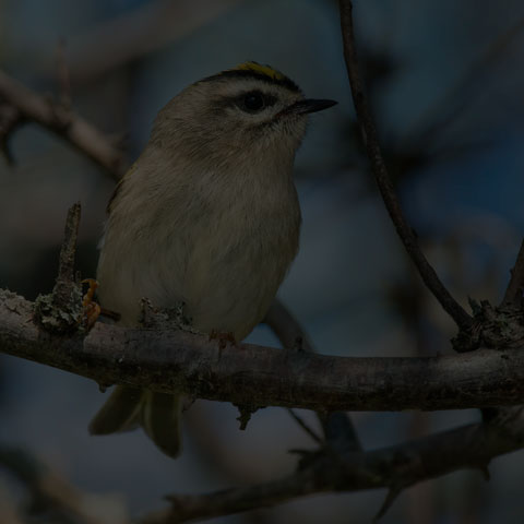 Golden-crowned Kinglet