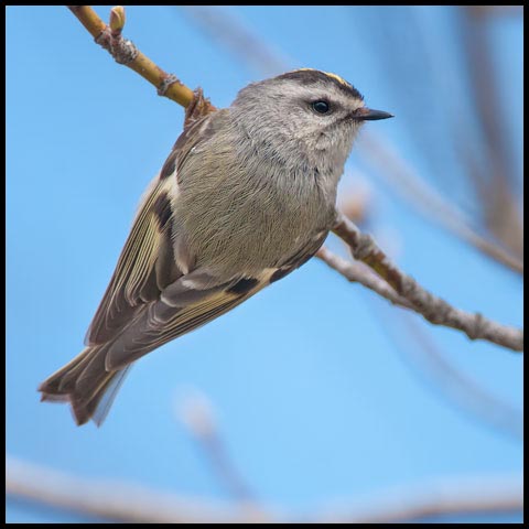 Golden-crowned Kinglet