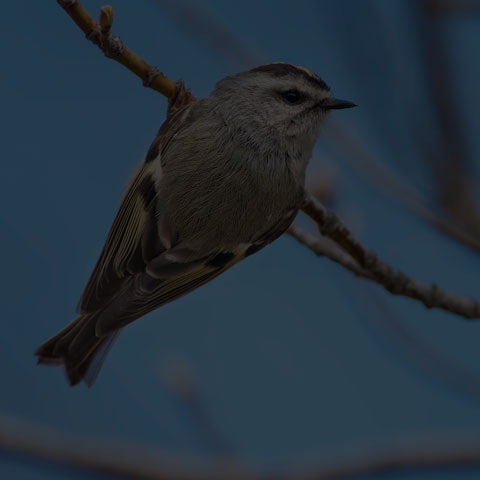 Golden-crowned Kinglet
