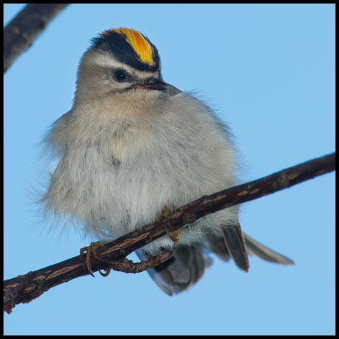 Golden-crowned Kinglet