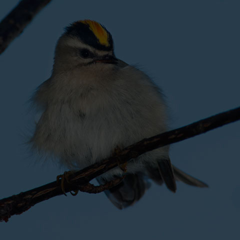 Golden-crowned Kinglet