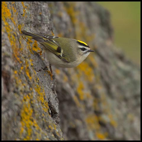 Golden-crowned Kinglet