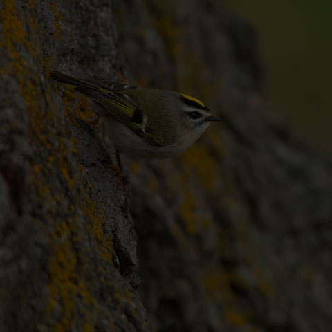 Golden-crowned Kinglet