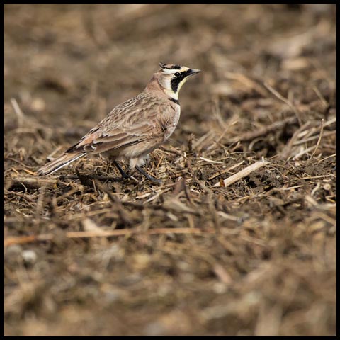 Horned Lark