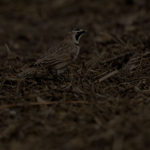 Horned Lark