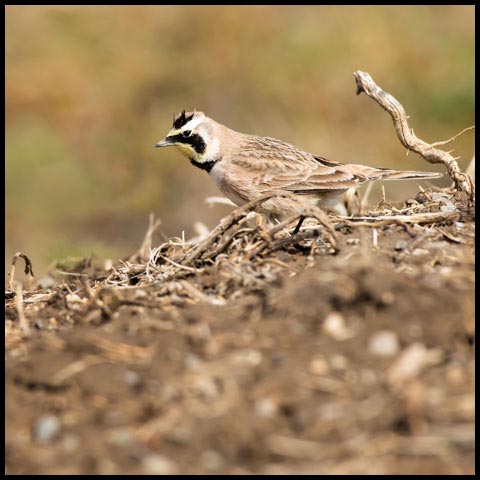 Horned Lark