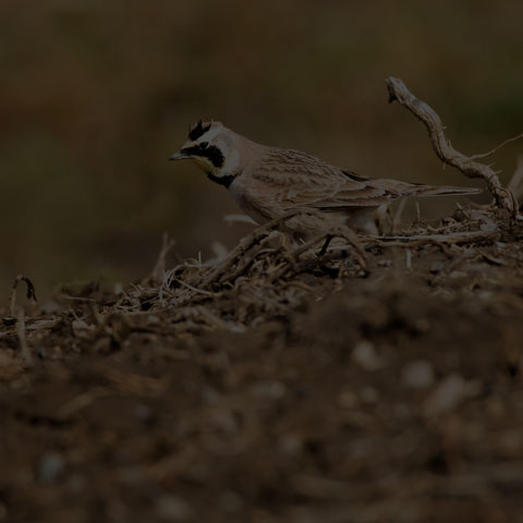 Horned Lark