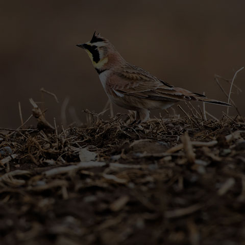 Horned Lark
