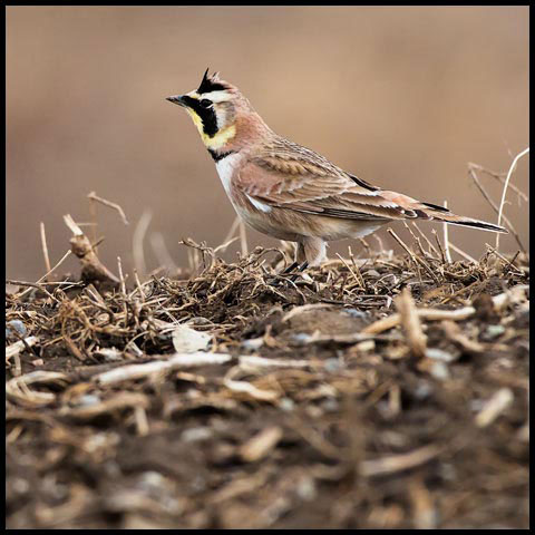Horned Lark