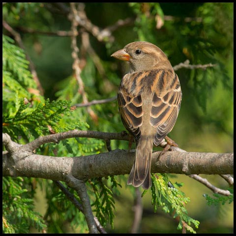 House Sparrow