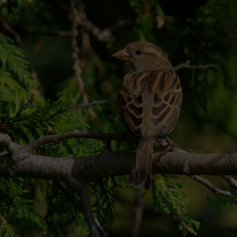 House Sparrow