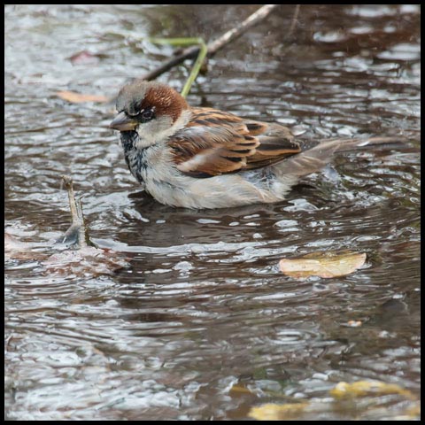 House Sparrow