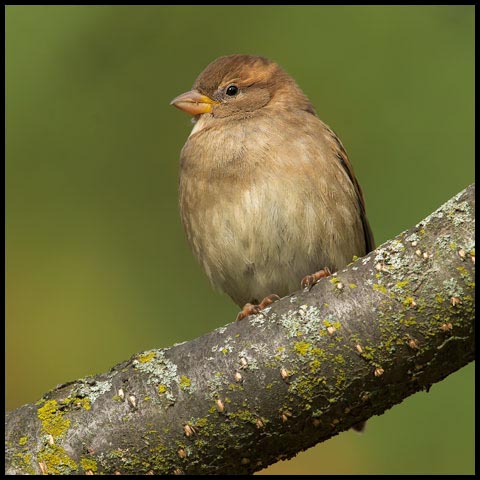 House Sparrow