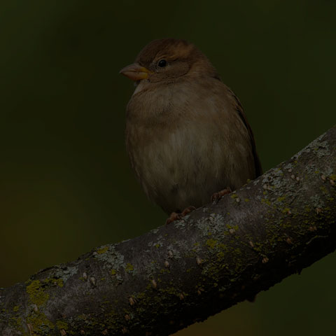 House Sparrow
