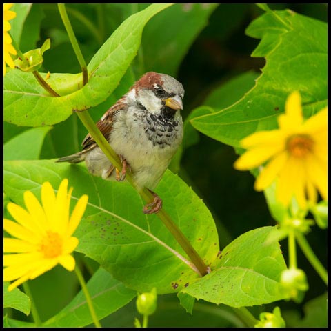 House Sparrow