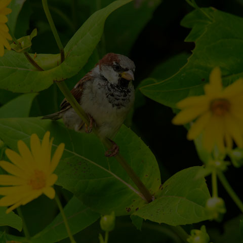 House Sparrow