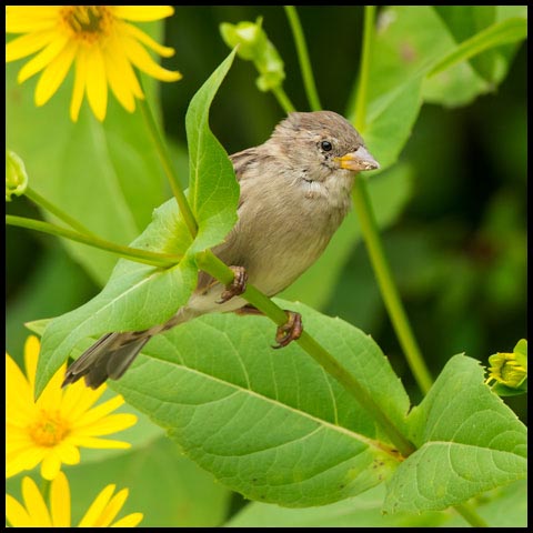 House Sparrow