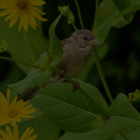 House Sparrow