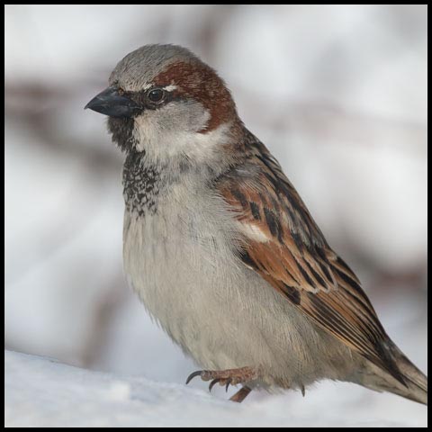 House Sparrow
