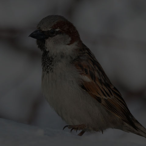 House Sparrow