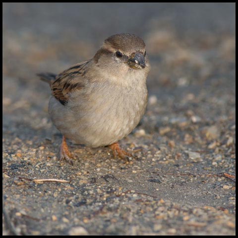 House Sparrow