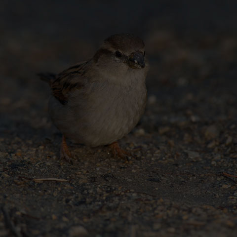 House Sparrow