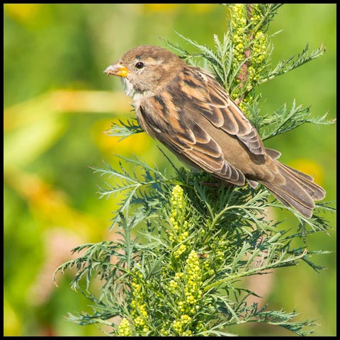 House Sparrow