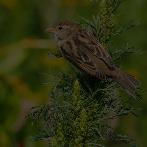 House Sparrow