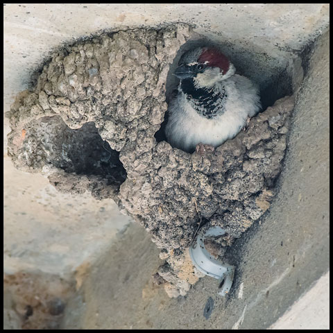 House Sparrow