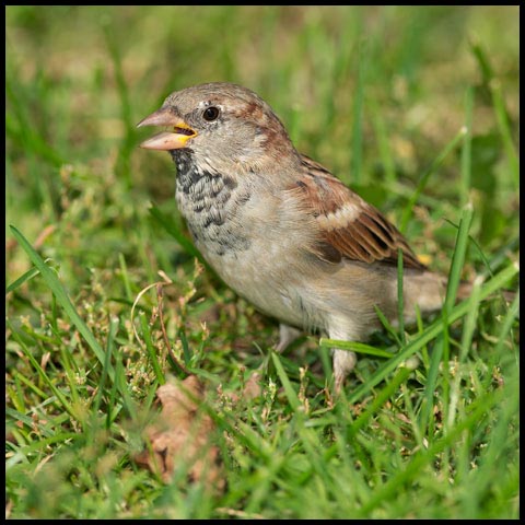 House Sparrow