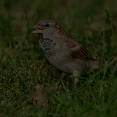 House Sparrow