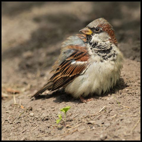 House Sparrow
