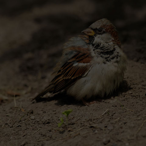 House Sparrow