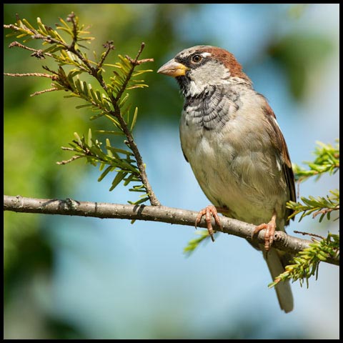 House Sparrow