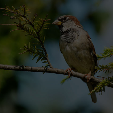 House Sparrow
