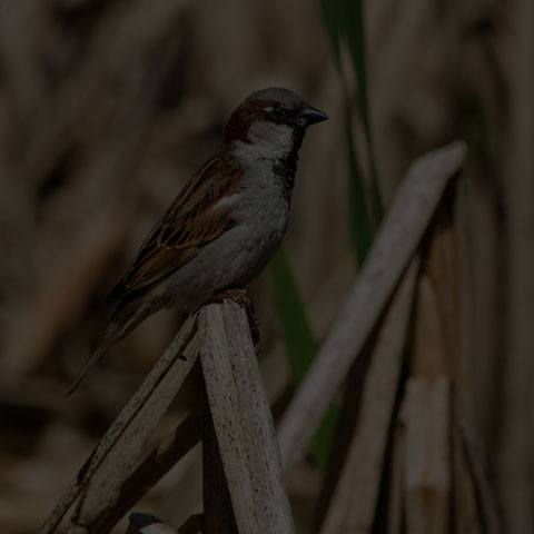 House Sparrow