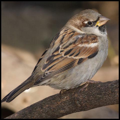 House Sparrow