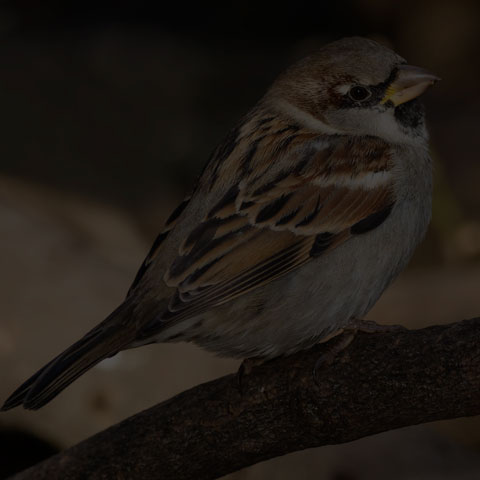 House Sparrow